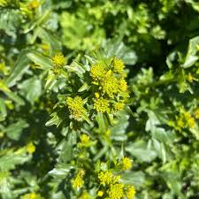Attēlu rezultāti vaicājumam “Barbarea vulgaris subsp. arcuata flower”