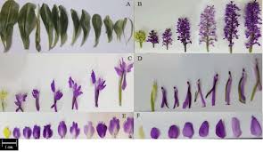 Attēlu rezultāti vaicājumam “Orchis mascula leaf”