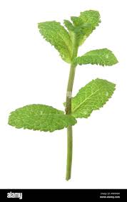 Attēlu rezultāti vaicājumam “Mentha x piperita leaf”