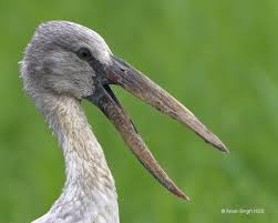 Attēlu rezultāti vaicājumam “Ciconiiformes”