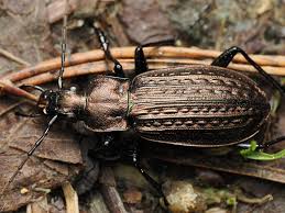 Attēlu rezultāti vaicājumam “Carabus granulatus”