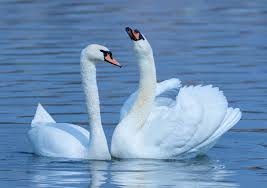 Attēlu rezultāti vaicājumam “Cygnus olor”