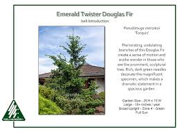 Attēlu rezultāti vaicājumam “Pseudotsuga menziesii”