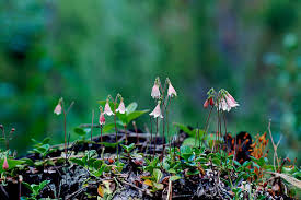 Attēlu rezultāti vaicājumam “Linnaea borealis flower”