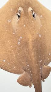 Image result for Megatrygon microps