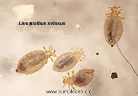 Attēlu rezultāti vaicājumam “Licea pygmaea sessile”