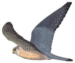 Image result for Falco columbarius