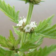 Attēlu rezultāti vaicājumam “Lycopus europaeus”