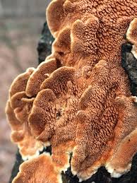 Attēlu rezultāti vaicājumam “Steccherinum fimbriatum”