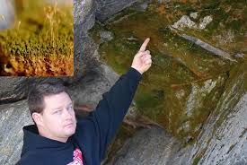 Attēlu rezultāti vaicājumam “Gymnostomum calcareum”