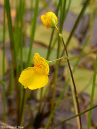 Attēlu rezultāti vaicājumam “Utricularia intermedia bud”