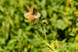 Attēlu rezultāti vaicājumam “Cirsium oleraceum”