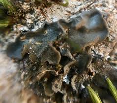 Attēlu rezultāti vaicājumam “Leptogium saturninum”