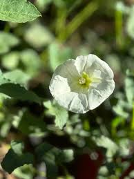 Attēlu rezultāti vaicājumam “Calystegia inflata flower”