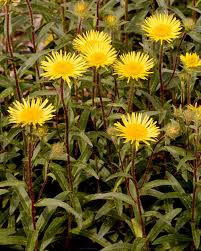 Image result for Inula hirta