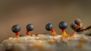 Attēlu rezultāti vaicājumam “Physarum psittacinum stalked”