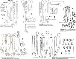 Attēlu rezultāti vaicājumam “Orbilia sp.”