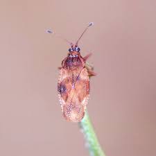 Attēlu rezultāti vaicājumam “Physatocheila smreczynskii”