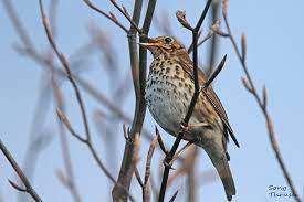 Attēlu rezultāti vaicājumam “Turdus philomelos”