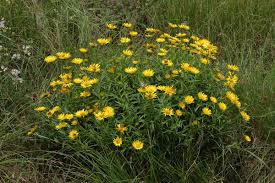 Image result for Buphthalmum salicifolium