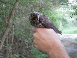 Attēlu rezultāti vaicājumam “Cuculus canorus juvenile”