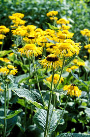 Attēlu rezultāti vaicājumam “Telekia speciosa leaf”