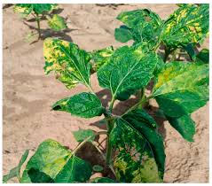 Attēlu rezultāti vaicājumam “Ambrosia artemisiifolia leaf”