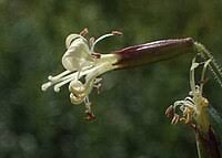 Attēlu rezultāti vaicājumam “Silene tatarica”
