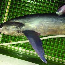 Image result for Alopias superciliosus