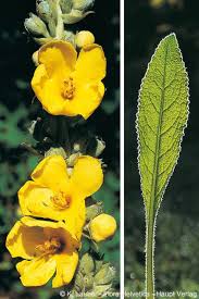 Attēlu rezultāti vaicājumam “Verbascum densiflorum leaf”