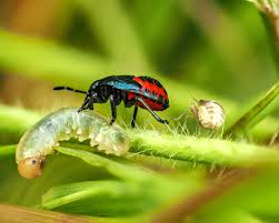 Attēlu rezultāti vaicājumam “Zicrona caerulea nymph”