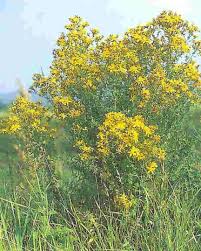 Attēlu rezultāti vaicājumam “Hypericum perforatum”