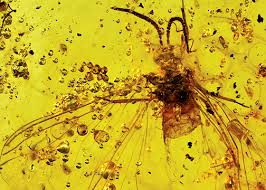 Attēlu rezultāti vaicājumam “Coniopterygidae”