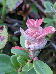 Attēlu rezultāti vaicājumam “Exobasidiales”