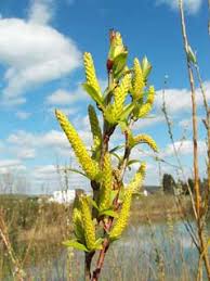 Attēlu rezultāti vaicājumam “Salix aurita flower”