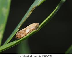 Attēlu rezultāti vaicājumam “Philaenus spumarius nymph”