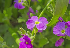 Attēlu rezultāti vaicājumam “Aubrieta deltoidea flower”