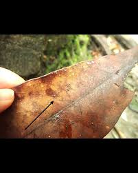 Attēlu rezultāti vaicājumam “Didymium sp.”