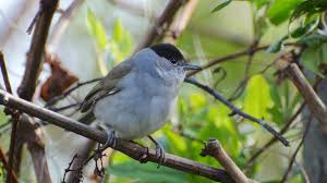 Attēlu rezultāti vaicājumam “Sylvia atricapilla male”