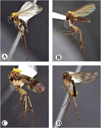 Attēlu rezultāti vaicājumam “Phronia sp.”