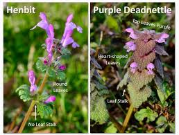 Attēlu rezultāti vaicājumam “Lamium amplexicaule flower”