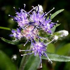 Attēlu rezultāti vaicājumam “Saussurea esthonica”