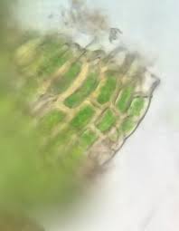 Attēlu rezultāti vaicājumam “Hygroamblystegium varium”