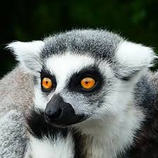 lemur ile ilgili görsel sonucu