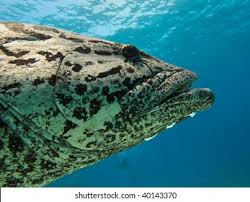 Image result for Epinephelus tukula