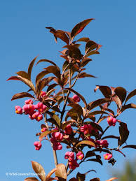 Attēlu rezultāti vaicājumam “Euonymus europaeus”