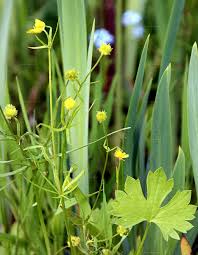 Attēlu rezultāti vaicājumam “Ranunculus auricomus”