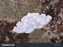 Attēlu rezultāti vaicājumam “Lomographa bimaculata”