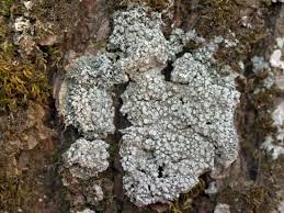 Attēlu rezultāti vaicājumam “Pertusaria albescens”