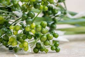 Attēlu rezultāti vaicājumam “Allium ursinum fruit”